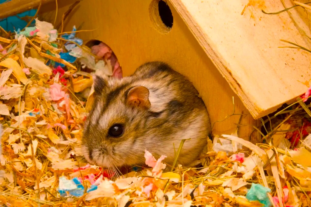 The Ultimate Roborovski Hamster Bedding Guide: 5 Secrets Every Owner Must Know