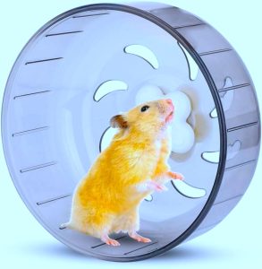 a hamster in a wheel