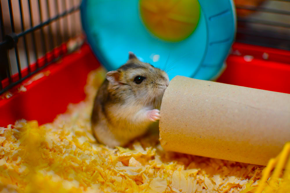 a mouse eating a roll of toilet paper, Roborovski hamster toys