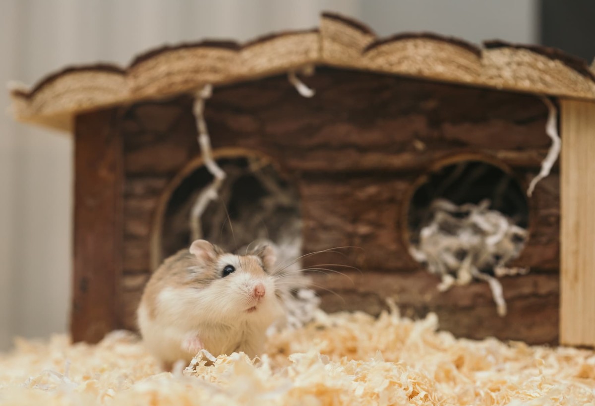 a mouse standing in a wooden house