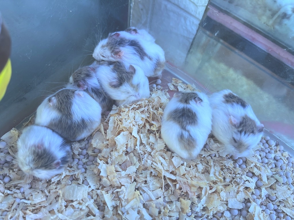a group of small animals in a cage