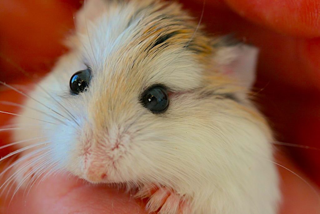 Roborovski Hamster Lifespan: How Long Do They Live?