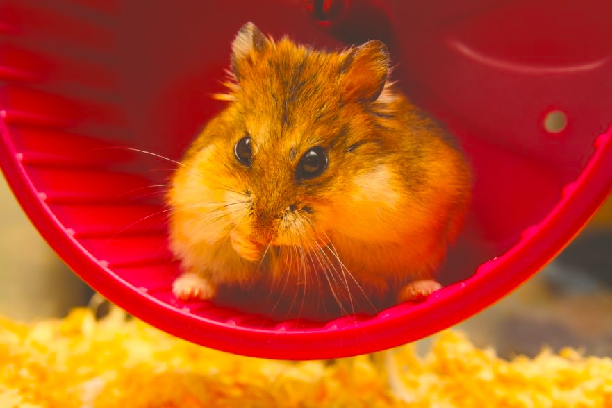 a hamster sitting in a red plastic container Roborovski hamster wheel