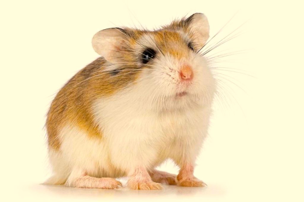Roborovski Hamster Facts