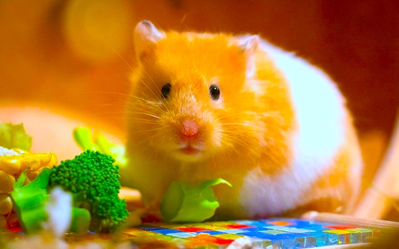 a hamster with broccoli and a piece of food Roborovski hamster diet