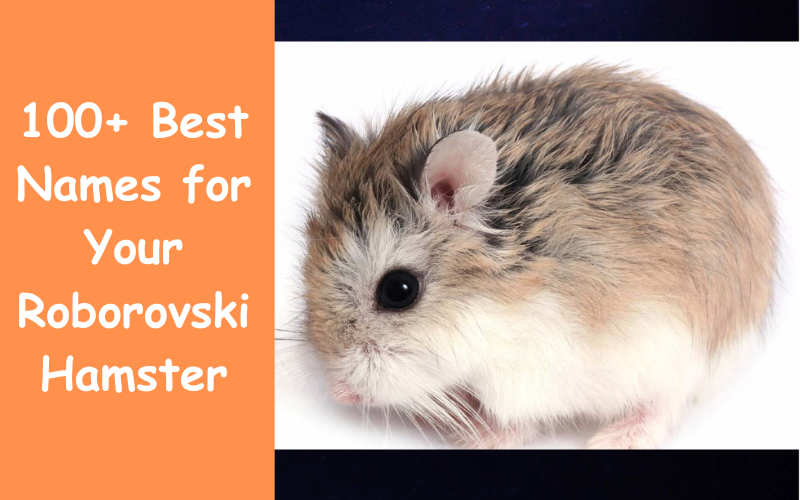 100+ Best Names for Your Roborovski Hamster