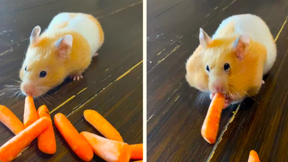 Can Roborovski Hamsters Eat Carrots