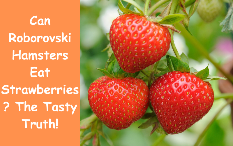 Can Roborovski Hamsters Eat Peanut Butter?