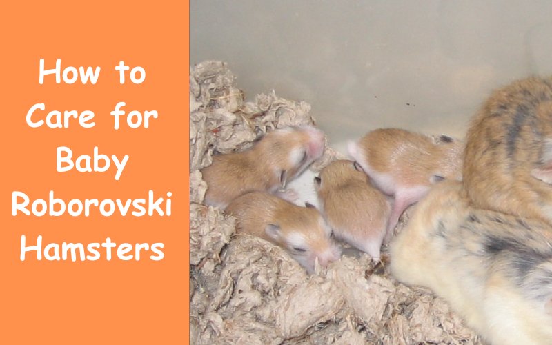 How to Care for Baby Roborovski Hamsters