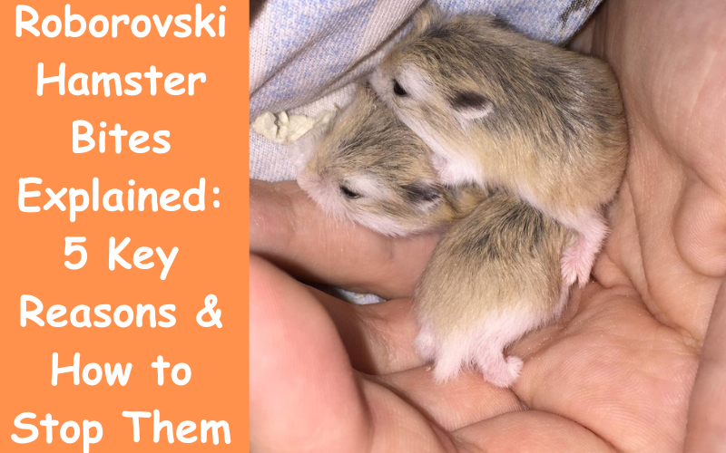 Roborovski Hamster Bites